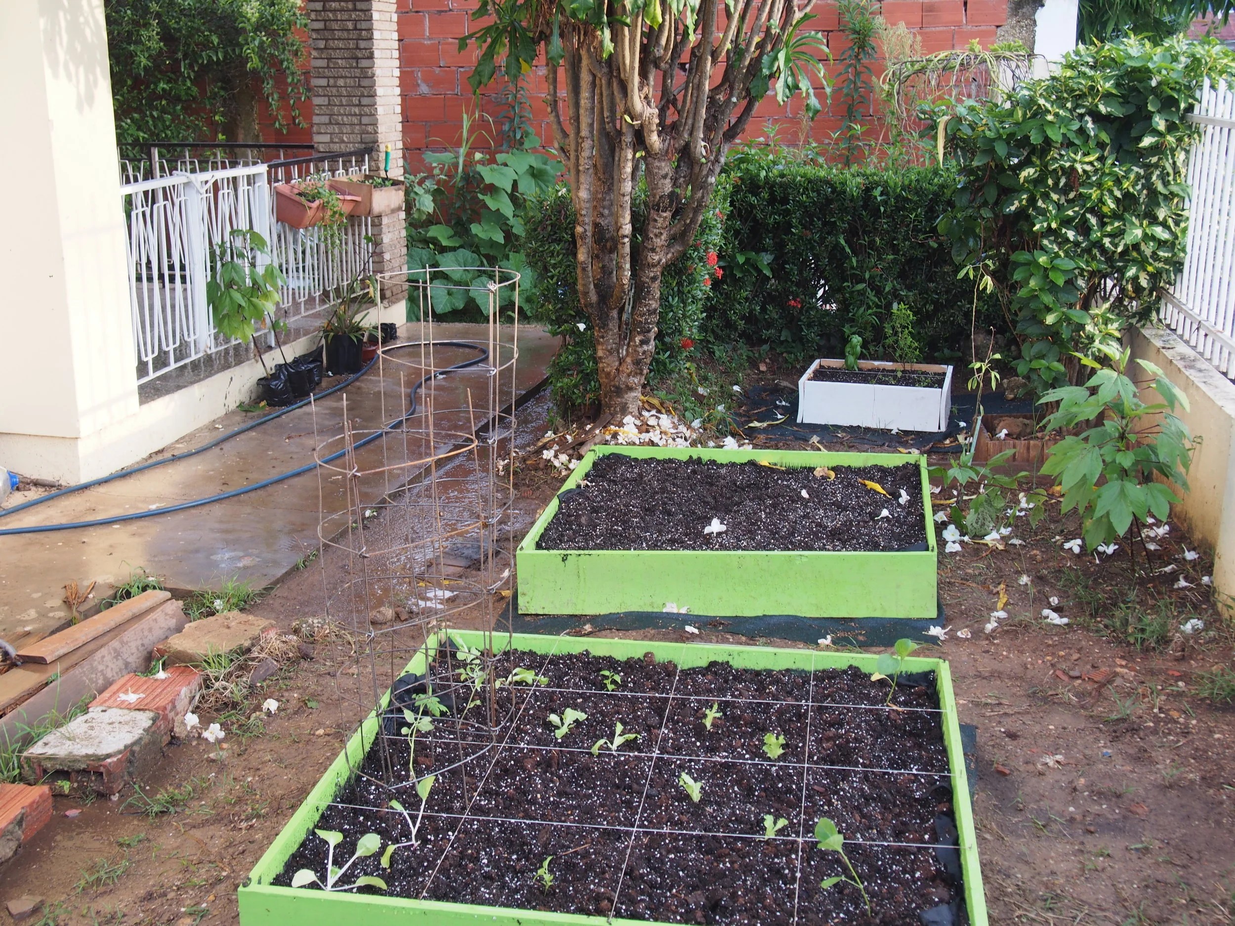 Kitchen garden - the beginnings